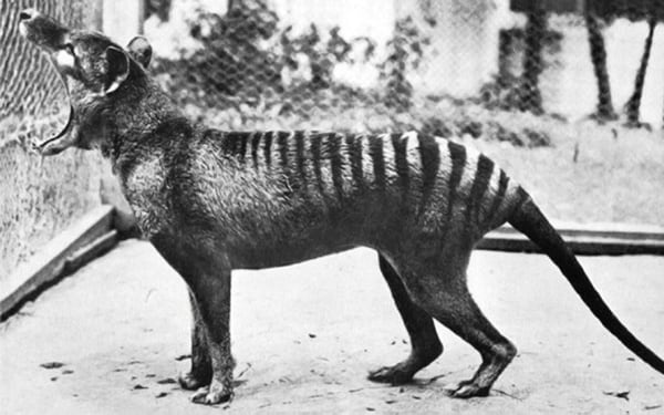 Del legendario marsupial sólo hay imágenes en blanco y negro. A pesar de los rumores de avistamiento, no existen datos reales de que haya ejemplares vivos