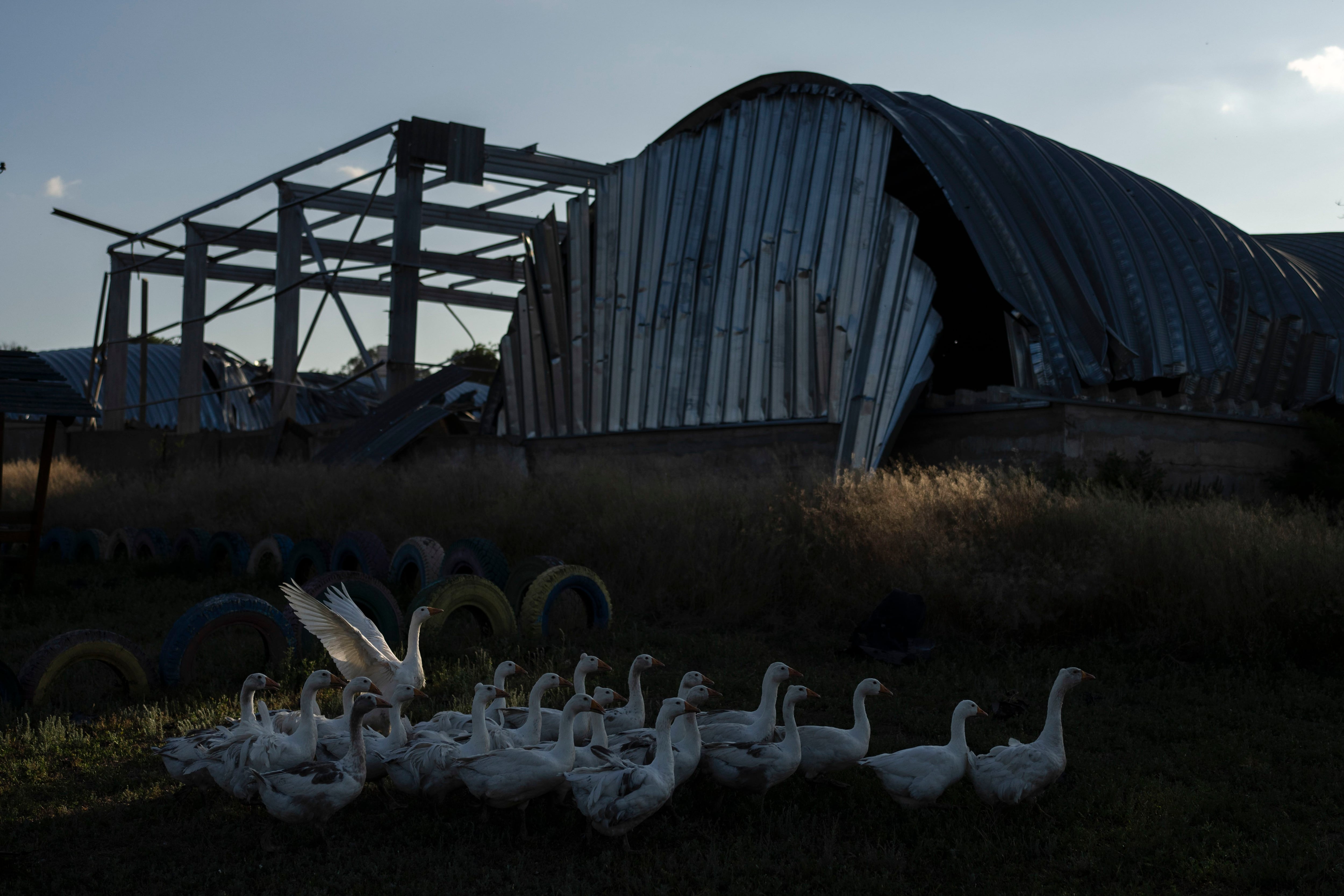 Una manada de gansos se abre paso por un patio de recreo frente a los almacenes destruidos de una planta cerealera en Pavlivk. (AP Foto/Jae C. Hong)