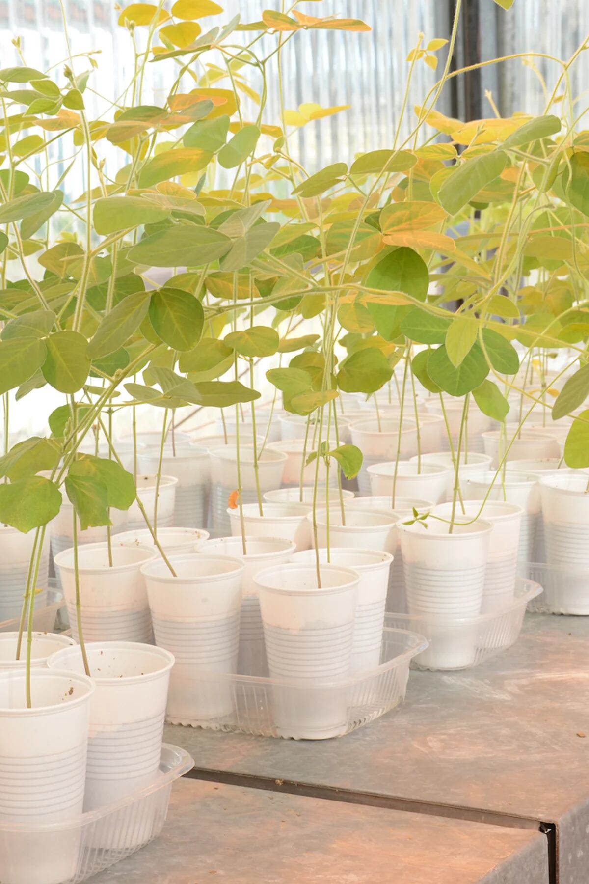 Aldous Bio tendrá una nueva planta en Almonacid del Marquesado que le  permitirá quintuplicar su producción ecológica