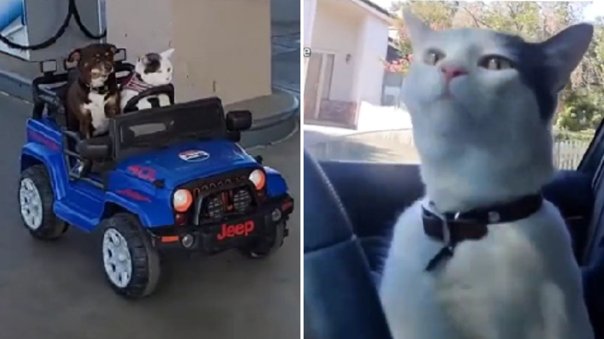 Louie, el gato que sabe conducir y se convirtió en tendencia en TikTok (culpepurrr)