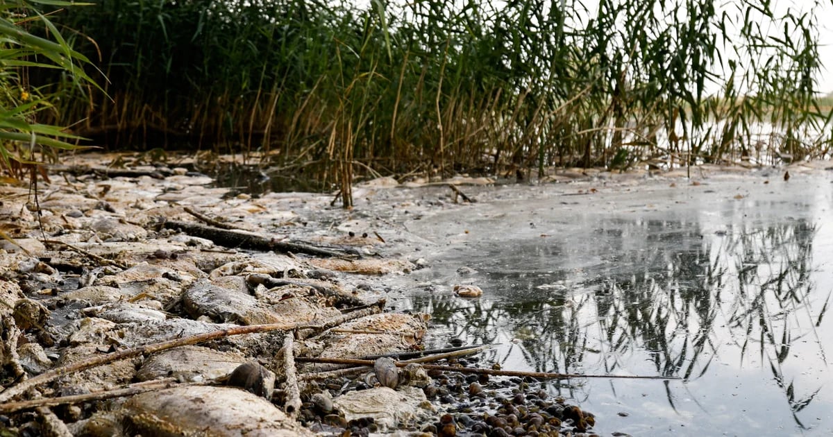 Katastrofa ekologiczna w Polsce: w rzece pojawia się 200 kg martwych ryb, rząd otwiera gabinet kryzysowy