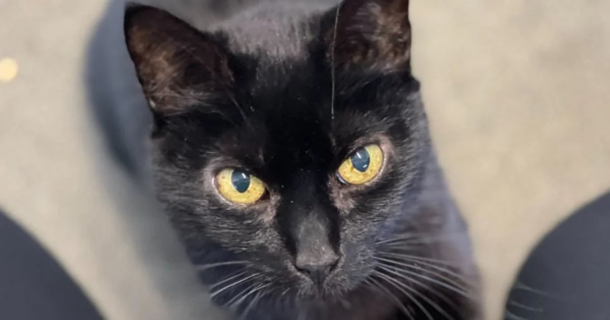 The long wait for Annie, the cat who searched for a family for two years and no one wanted her because of her illness