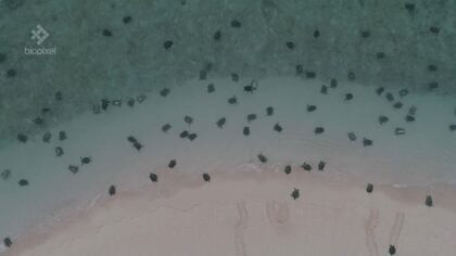 Científicos del Departamento de Medio Ambiente y Ciencia de Queensland dijeron el martes que la tecnología de drones les ha ayudado a estudiar con mayor precisión el número de tortugas marinas que anidan en Raine Island (Reuters)