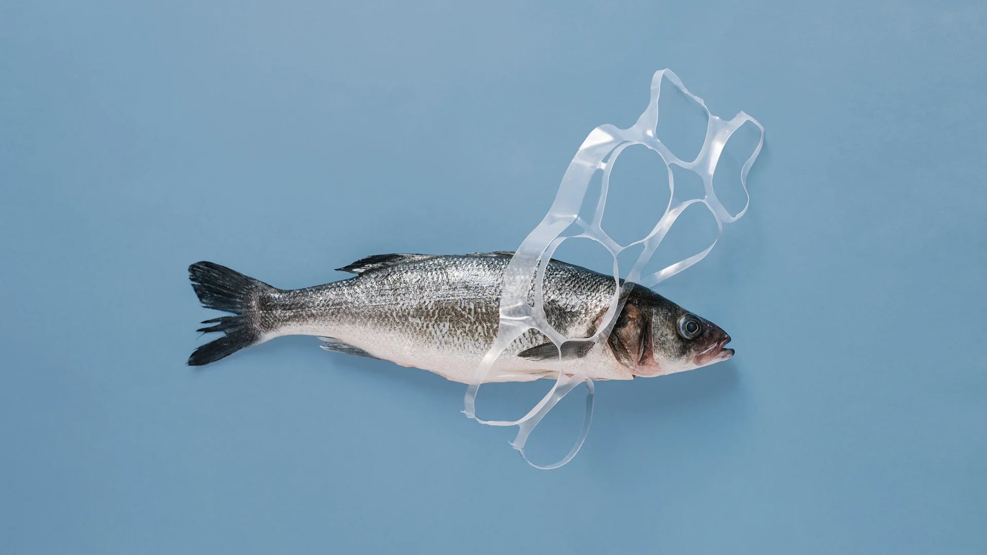 Los microplásticos pueden alcanzar el organismo humano al ingerir peces y otros animales que estuvieron en lagos y mares contaminados (Getty Images)