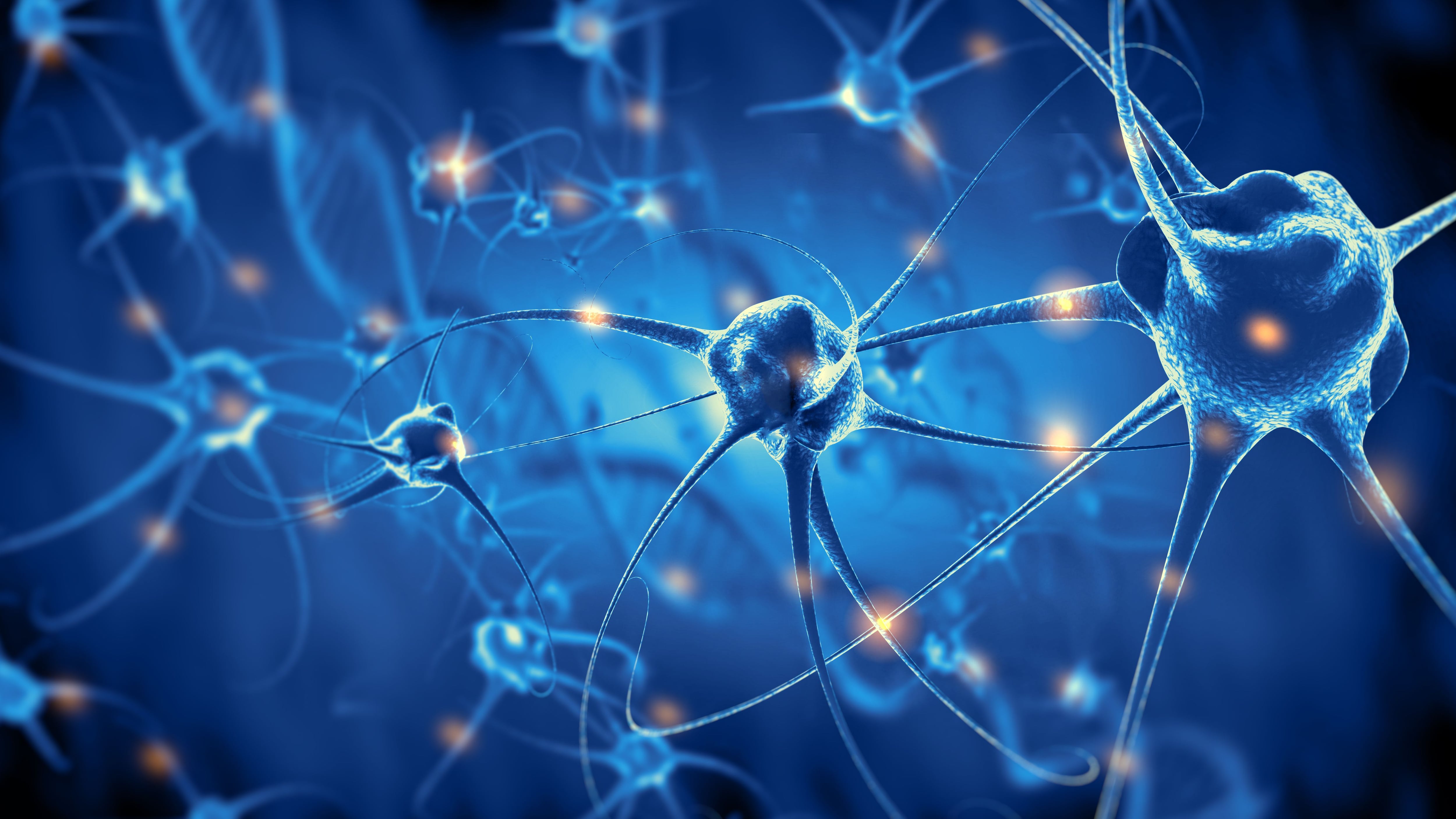 Células nerviosas del cerebro (Shutterstock)