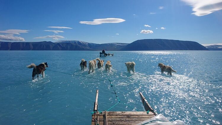 La imagen muestra a los perros tirando de un trineo sobre una capa de hielo derretida (Steffen M Olsen/Twitter)