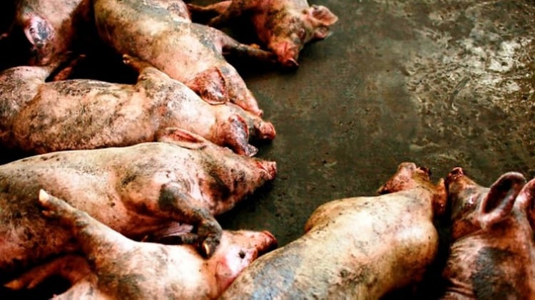 La peste porcina llevó al sacrificio de millones de cerdos en China e hizo caer 15% el consumo chino de carnes entre 2018 y 2020, aunque con aumento del consumo de carnes vacuna y aviar, lo que en ese período favoreció a la Argentina