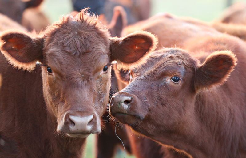 Foto de archivo - Vacas en un campo cerca de la ciudad bonaerense de Pergamino, durante la propagación de la enfermedad por coronavirus (COVID-19), Argentina. Jul 4, 2020. REUTERS/Agustin Marcarian