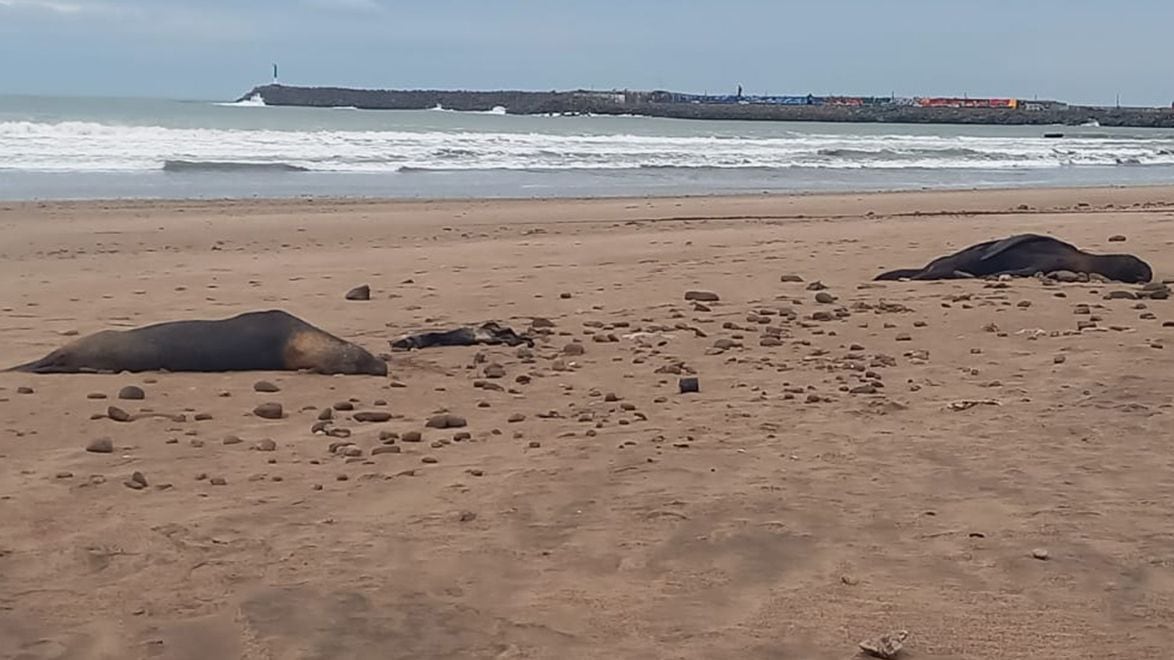 Dead sea lions in Necochea