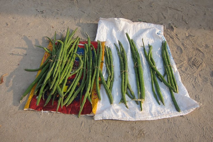 Las vainas de moringa se venden en los mercados de la India, Nepal, Pakistán, muchos países de África y Filipinas. (Wikipedia)