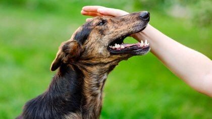 Para el perro, las caricias son palabras de un lenguaje, signos de un código de comunicación que ejecutan entre los semejantes y para con su adorado y desagradecido ser humano (Shutterstock)