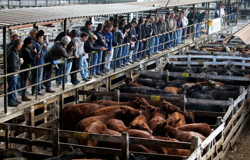 Compradores mayoristas de frigoríficos observan ganado bovino en el mercado de Liniers. Reuters