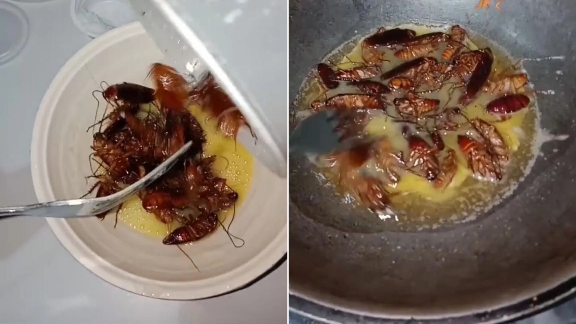 Una mujer causó repulsión al preparar huevos revueltos con cucarachas y catalogó el plato como “comida exótica”