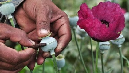 El cultivo de amapola ha sido una actividad que los campesinos realizan ante la falta de oportunidades para salir adelante en el contexto de marginación (Foto: Reuters)