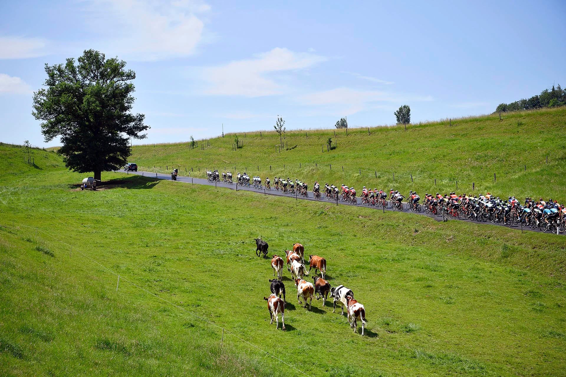 El pelotón a su paso por Roemerswil durante la 4ª etapa de la Vuelta a Suiza, un recorrido de 150,2 km entre Berna y Villars-sur-Ollon