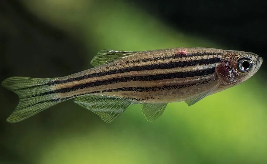Los investigadores descubrieron que retrasar el envejecimiento del intestino en el pez cebra retarda el envejecimiento de todo el organismo

