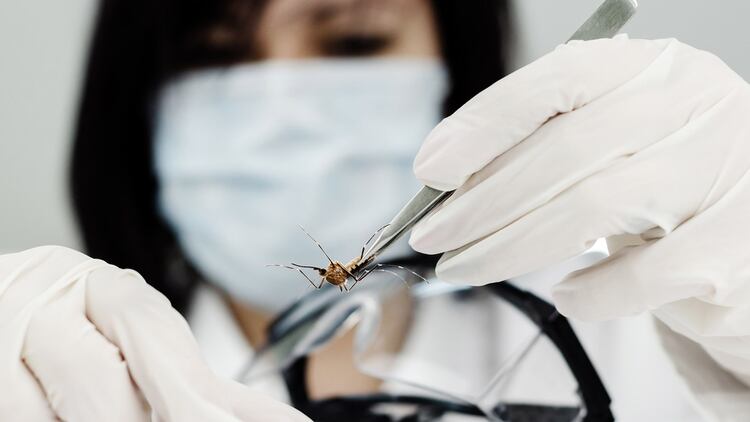 Científicos buscan la manera de paliar nuevas epidemias causadas por el Aedes aegypti (iStock)