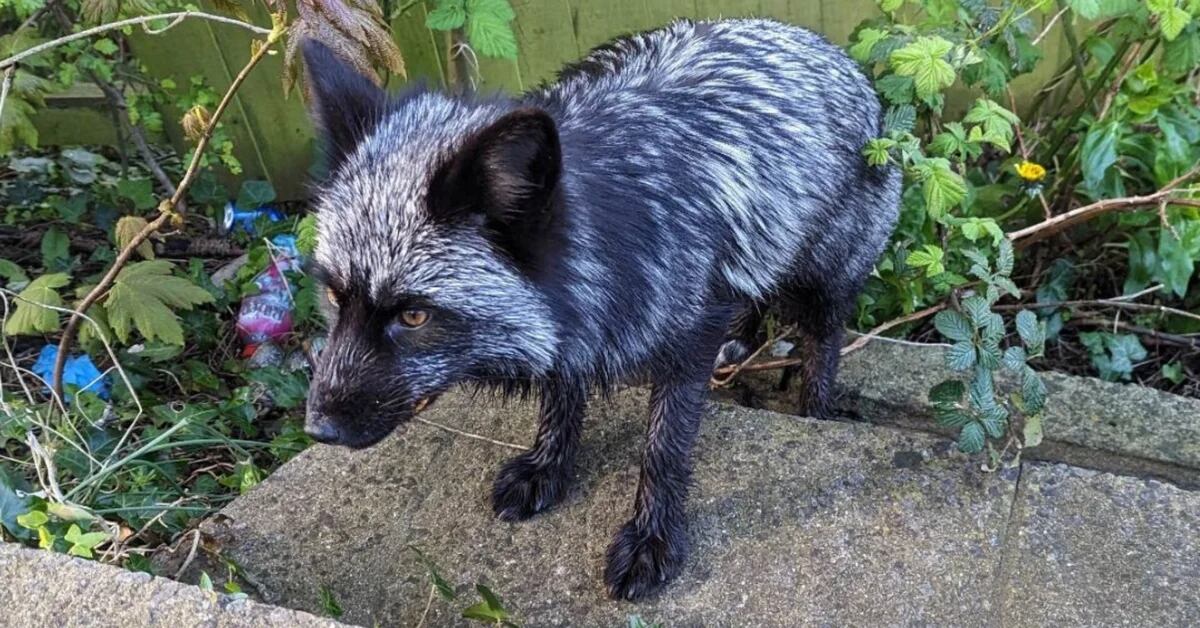 Shadow, a silver fox who shocked a British town