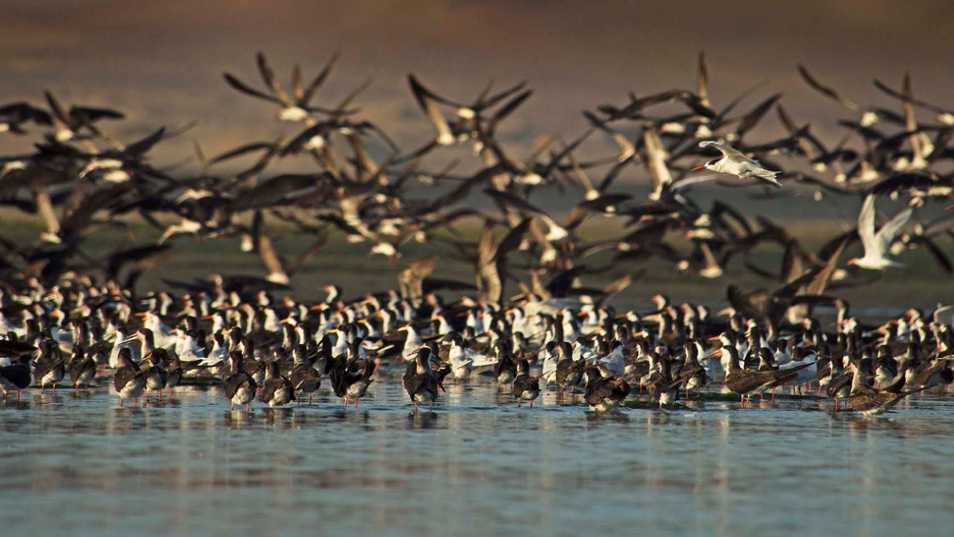 Día Mundial de las Aves Migratorias: explorando su diversidad y significado en Perú