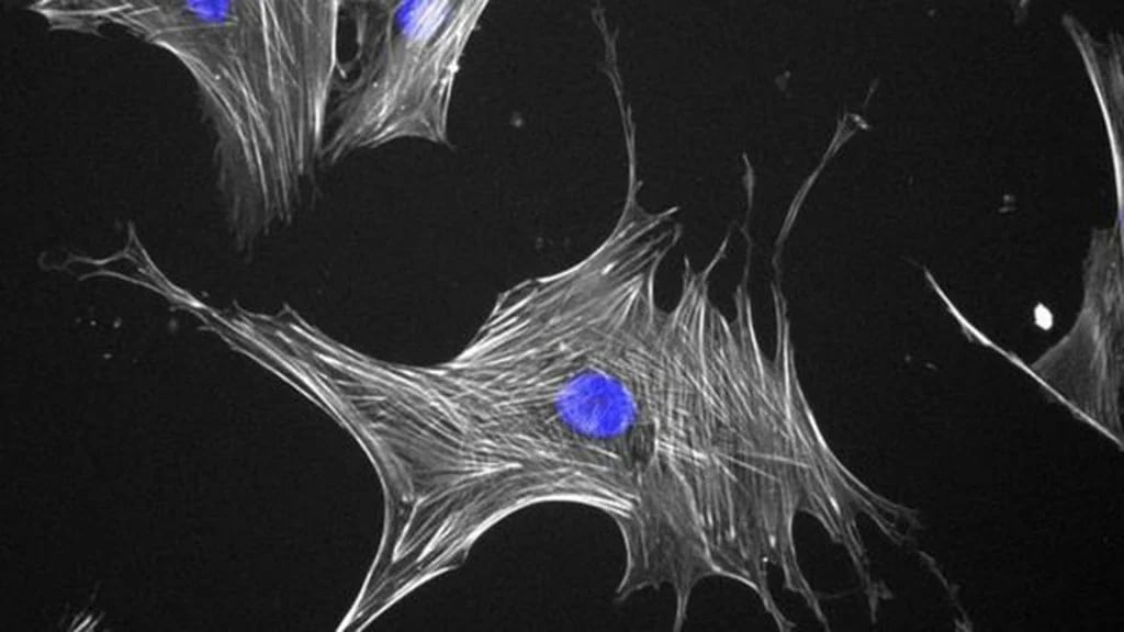 Las pequeñas “nanopatadas” se repiten miles de veces por segundo, desplazando la célula unos 20 nanómetros (University of Glasgow)