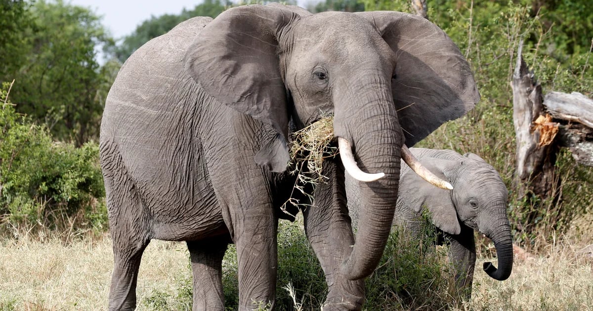 New regulations in the United States seek to save African elephants from the illegal trade