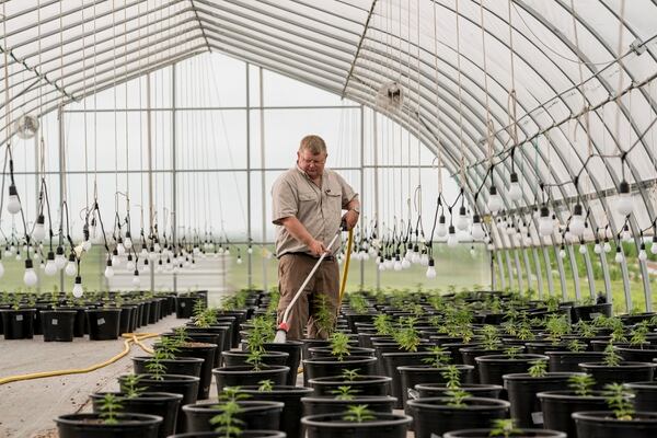 Andy Huston, a sixth-generation corn and soybean farmer, waters hemp plants in his greenhouse, in Roseville, Ill., Aug. 18, 2019. With the rising popularity of CBD products, some farmers see growing hemp as a way to ride out President Trump’s fight over trade. (Whitney Curtis/The New York Times)