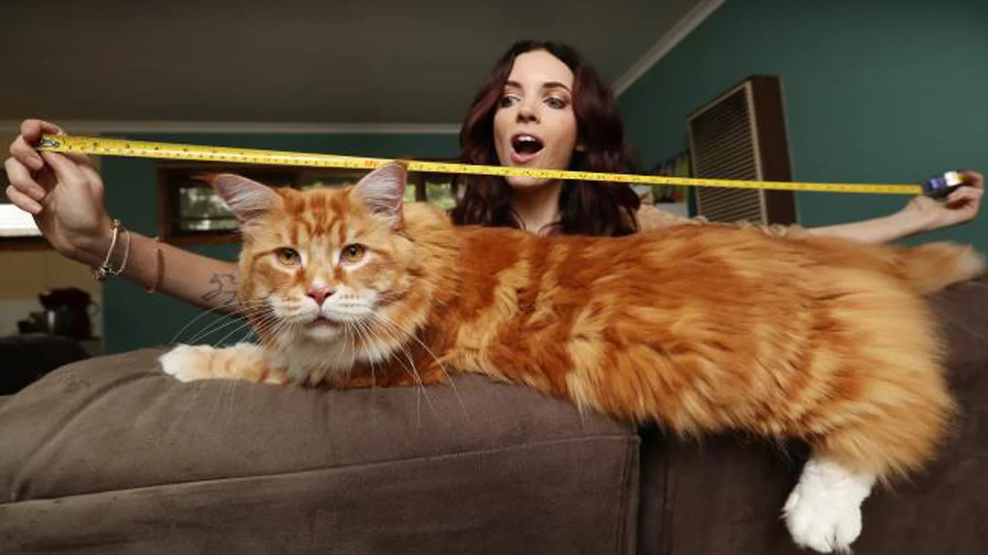 Omar es un felino australiano con medidas sorprendentes, pesa 14 kilos y mide 120 centímetros