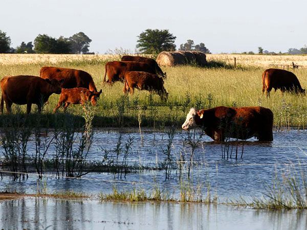 Con las lluvias y la expectativa de mayor pasto y forraje disponible, los productores buscarán recuperar cabezas y kilos de producción