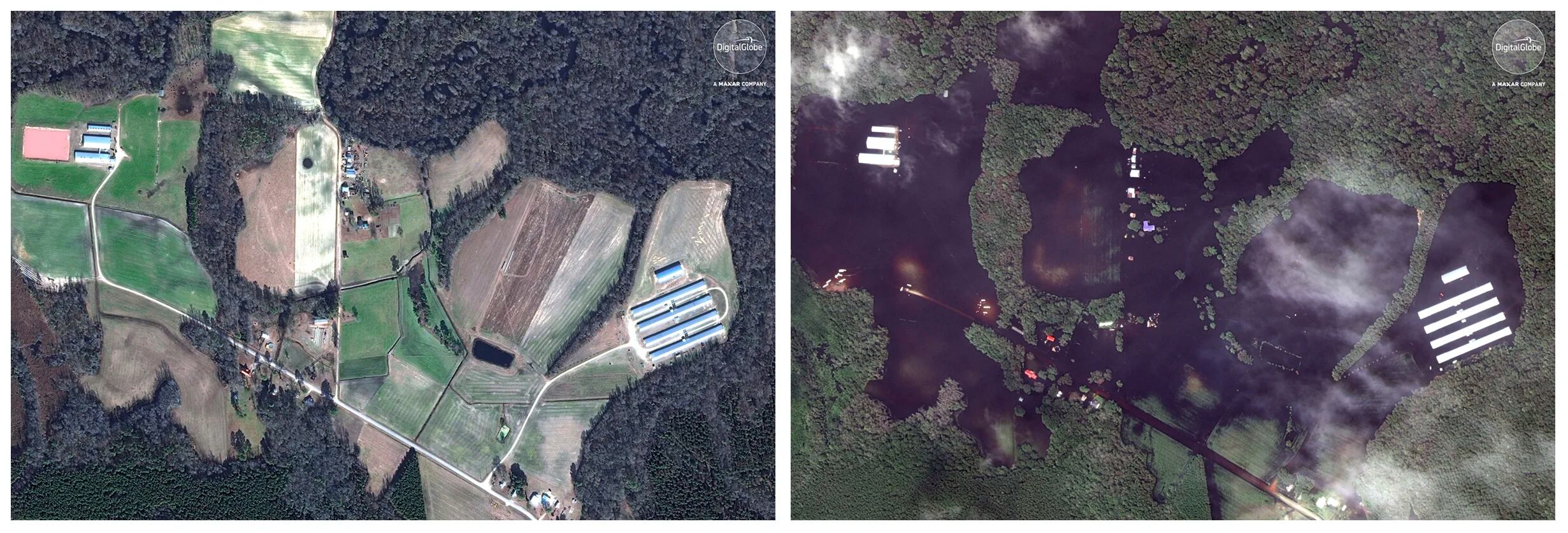Esta combinación de imágenes satelitales muestra una granja el 13 de enero de 2017, a la izquierda, y después, a la derecha, cuando ya había pasado el huracán Florence en la zona, el 17 de septiembre, cerca de Trenton, Carolina del Norte. (DigitalGlobe, una compañía de Maxar vía AP)