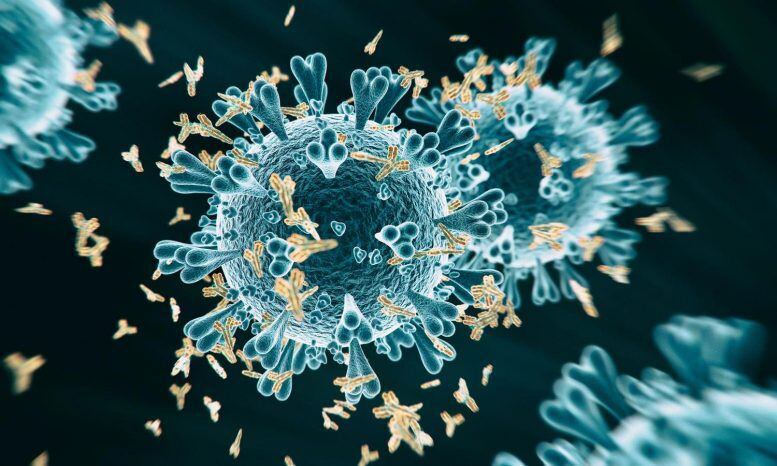 Ultra-potent” antibody against COVID-19 variants isolated at Vanderbilt University Medical Center