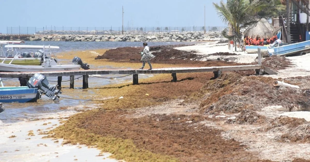 Only 5 of 80 beaches are Sargassum-free according to daily monitoring in Quintana Roo