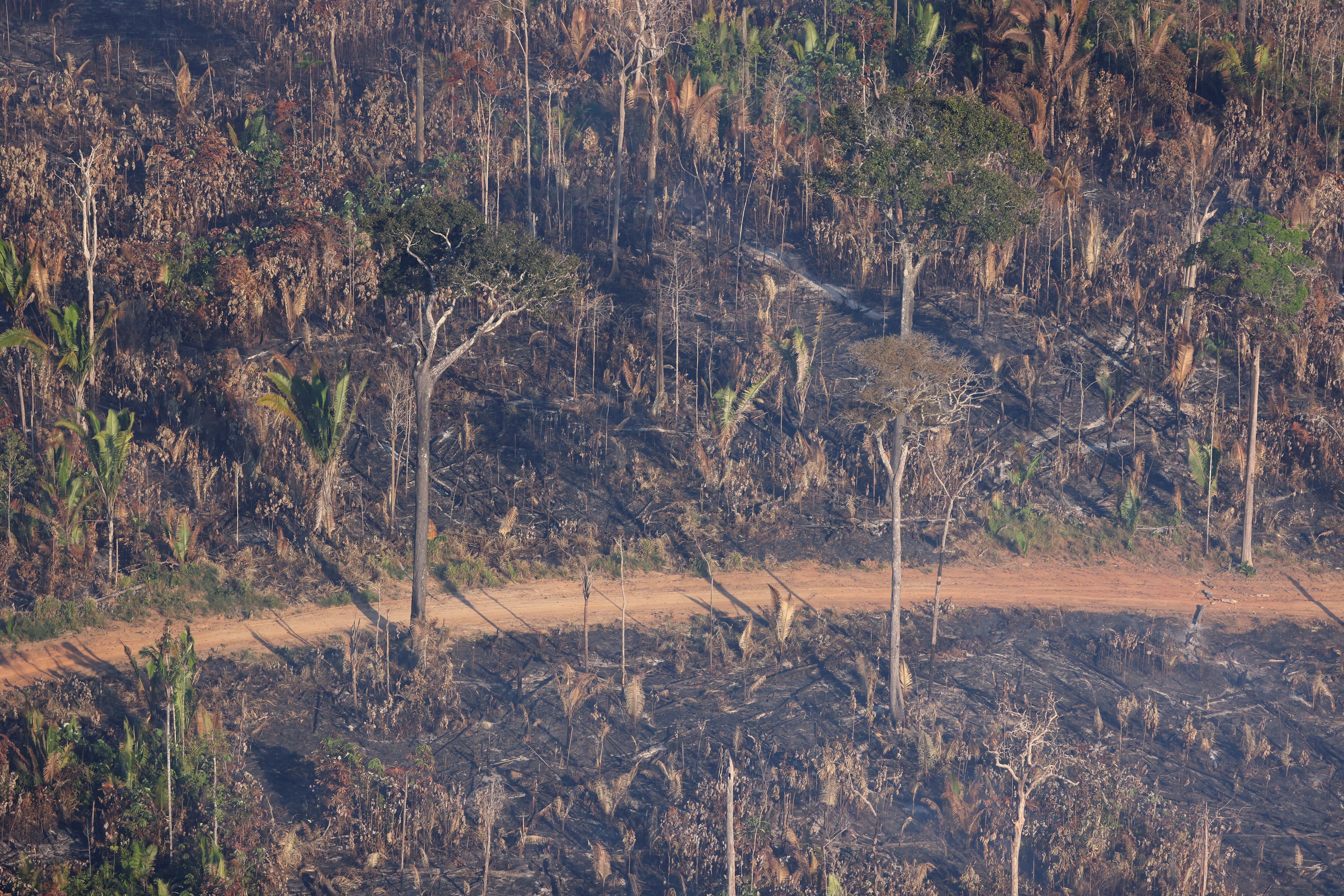 La transición energética global es esencial para salvar la Amazonia