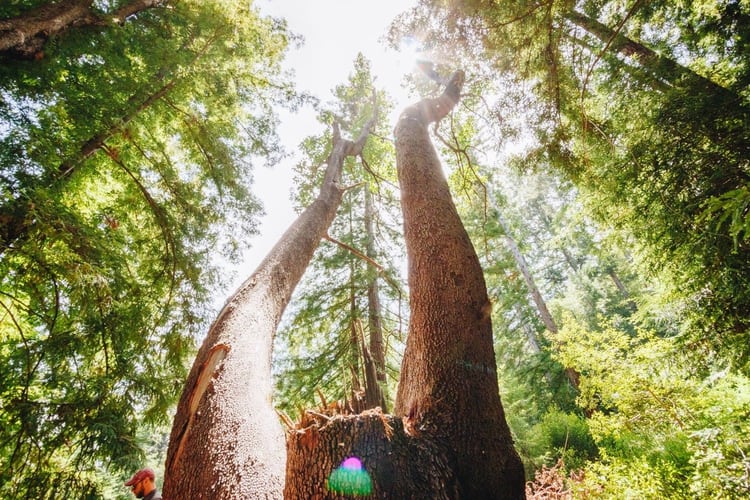 Los precios no son nada baratos y comienzan en 2,900 dolares, pero pueden subir a $ 36,000, de acuerdo a la cantidad, tamaño, especies de los árboles elegidos (@betterplaceforests)