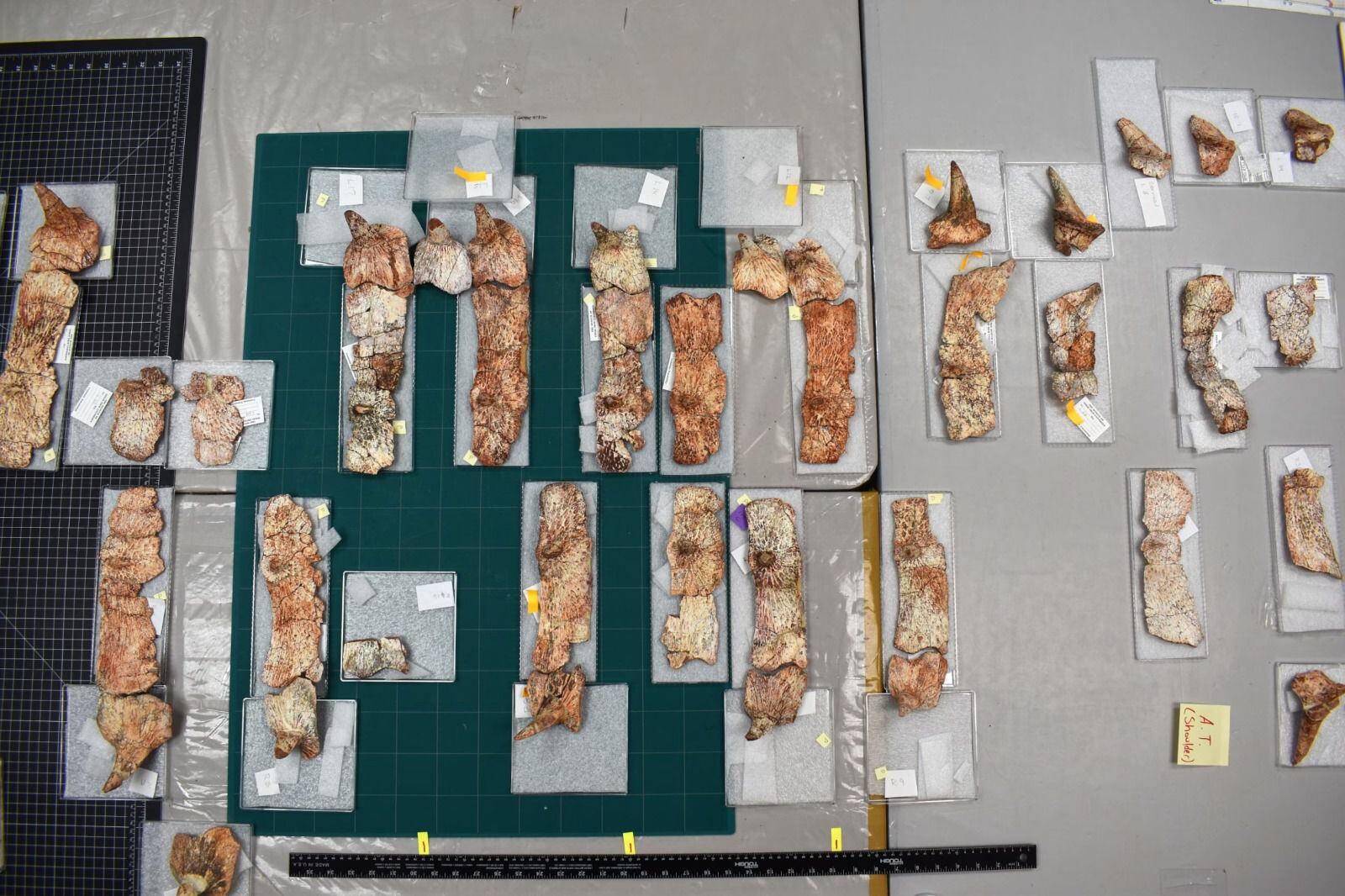 La coraza dorsal fosilizada del Garzapelta muelleri, conservada al 70%, fue descubierta en el condado de Garza, Texas. (William Reyes/Universidad de Texas en Austin)