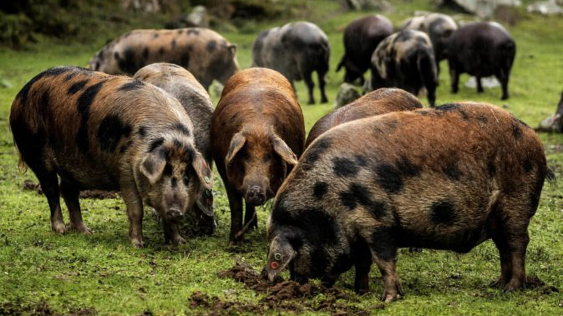 Los cerdos son sacrificados a los 36 meses, cuando pesan 170 kilos (Luis de las Alas)