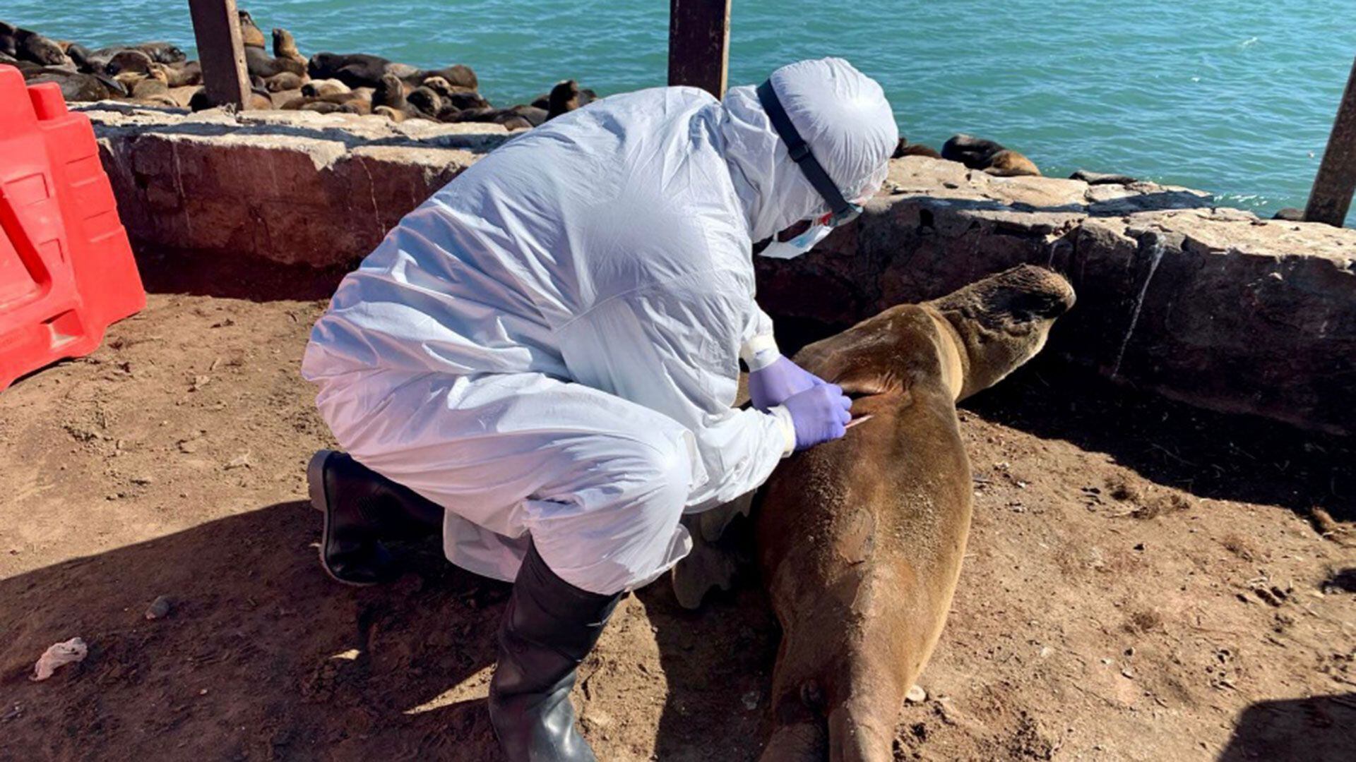 Encontraron lobos marinos muertos en Mar del Plata. (Senasa)