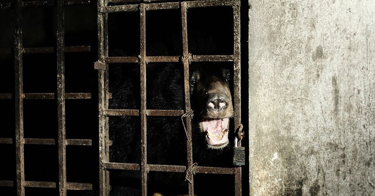 They rescued two bears that had been locked in the dark in a cellar in Vietnam for 17 years