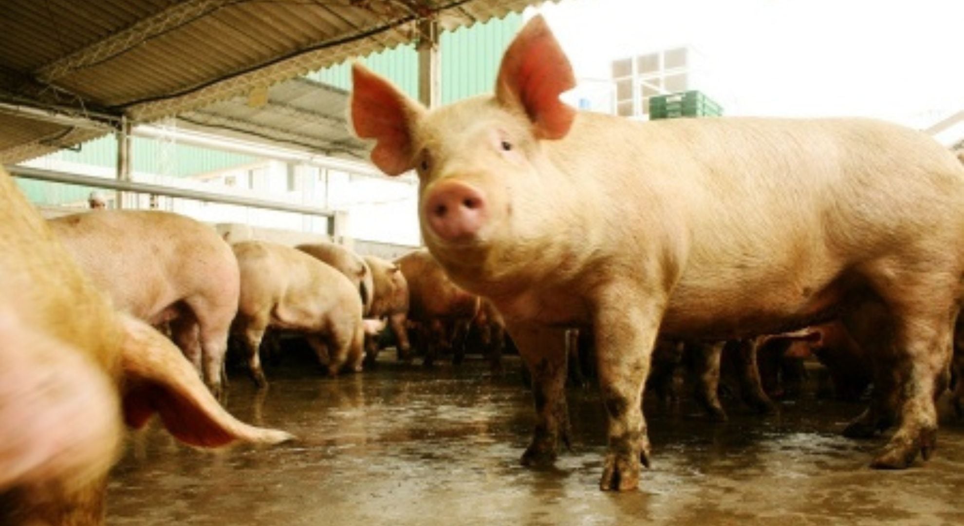 Los órganos de cerdo tienen muchas similitudes con los humanos y muchos son aptos para trasplante (Télam)