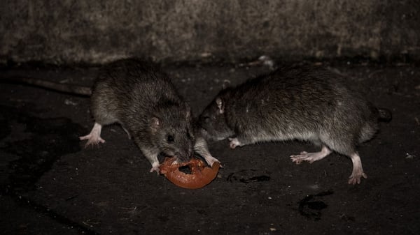 Los roedores pueden verse principalmente cerca de los contenedores de basura (AFP)