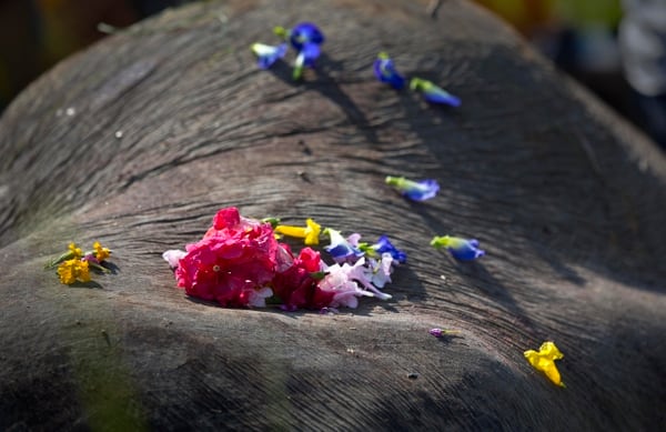 (AP Photo/Anupam Nath)