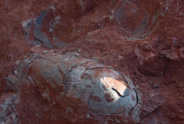 Encontraron huevos de dinosaurios de más de 130 millones de años • Canal C