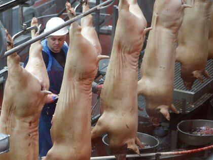 La carne porcina aumentó casi 60 por ciento