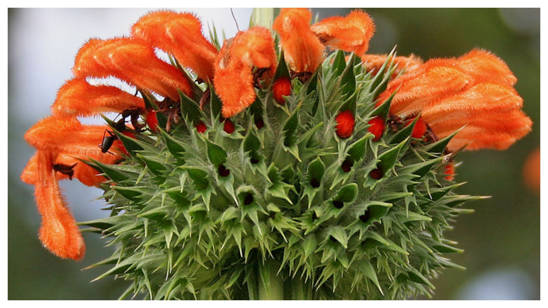 Conoce la poderosa planta que ayuda a prevenir enfermedades venéreas -  Infobae, image size:1920x1080