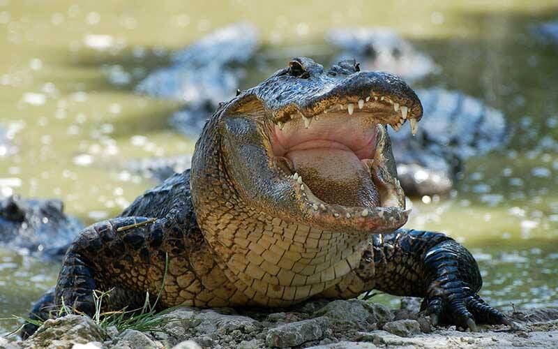 Un caimán de más de 3 metros arrastró a un estanque a un hombre y lo mató