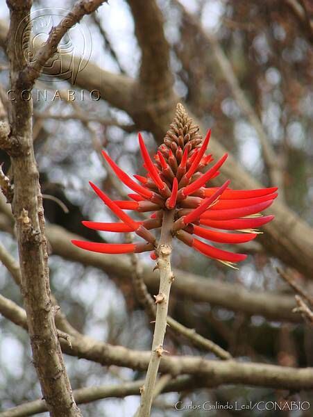 El árbol de colorín es famoso por sus flores y semillas. (Gobierno de México)