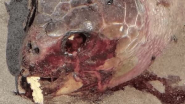 Las tortugas halladas muertas tenían entre 80 y 100 años, de acuerdo con los especialistas.