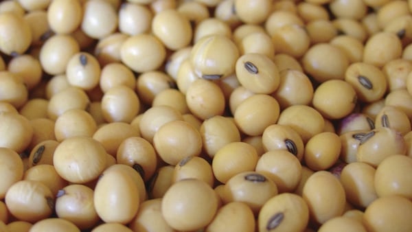 Argentina tiene comprometidas 1.100.000 toneladas de poroto de soja, y China, tiene sÃ³lo 1.000.000 de toneladas.