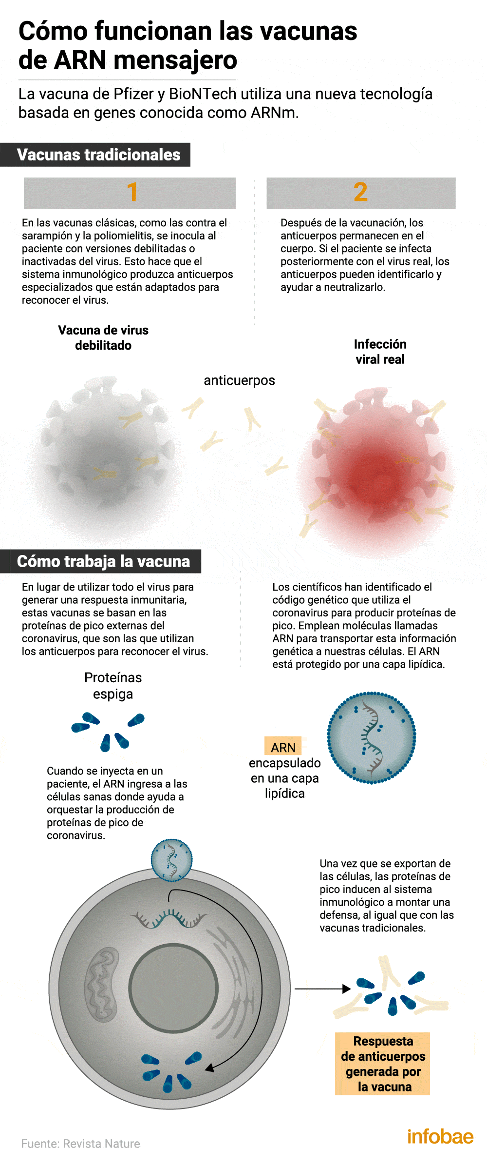 Así funciona la nueva vacuna ARN mensajero (Infografía: Marcelo Regalado)

