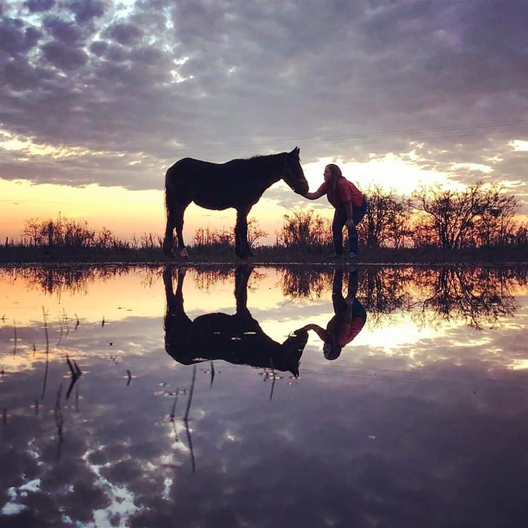 Uno de los caballos rescatados, diez meses después (@centro_crre)