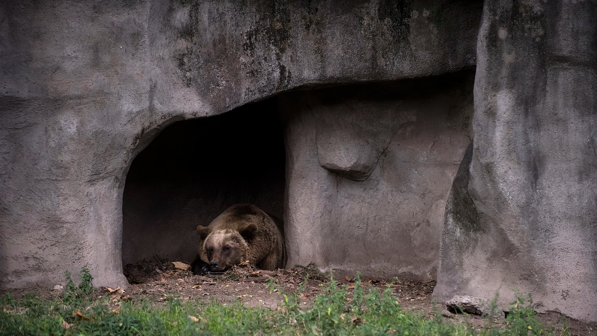 El destino de los osos es incierto. (Adrián Escandar)